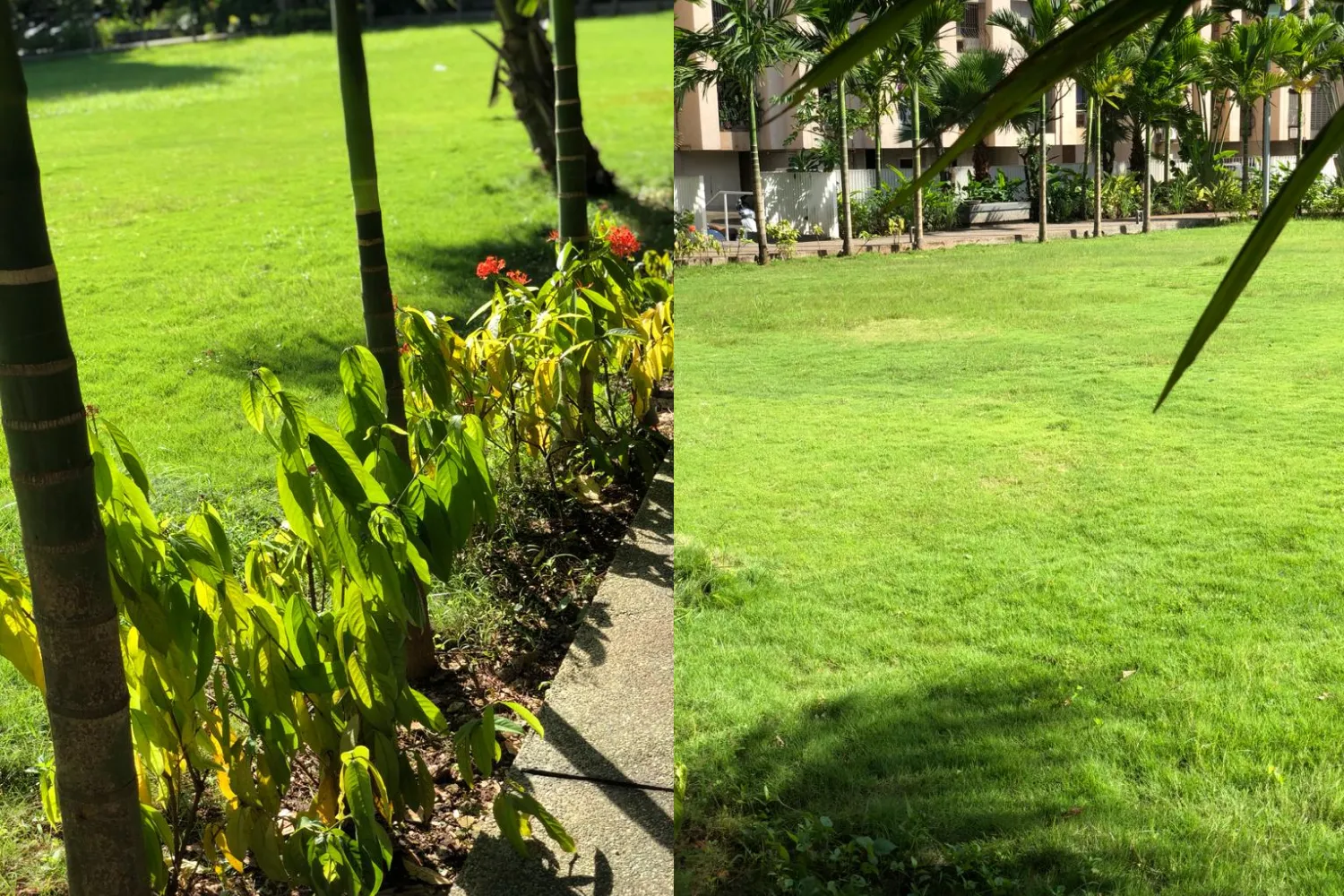 Paspulam Lawn Supplier Fort Paspulam Lawn Dealers Kharghar